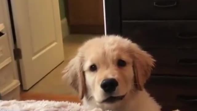 It's funny, it can't jump up