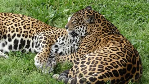 wild animal JAGUAR COUPLE brazilian fauna wetlands amazon