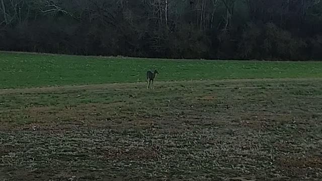 Beautiful visitor
