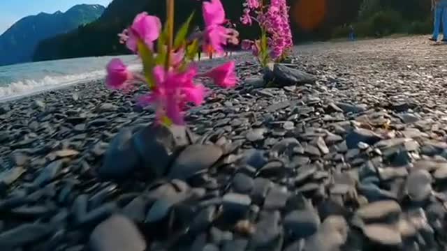 Thisfloweriscalledfireweed#alaska