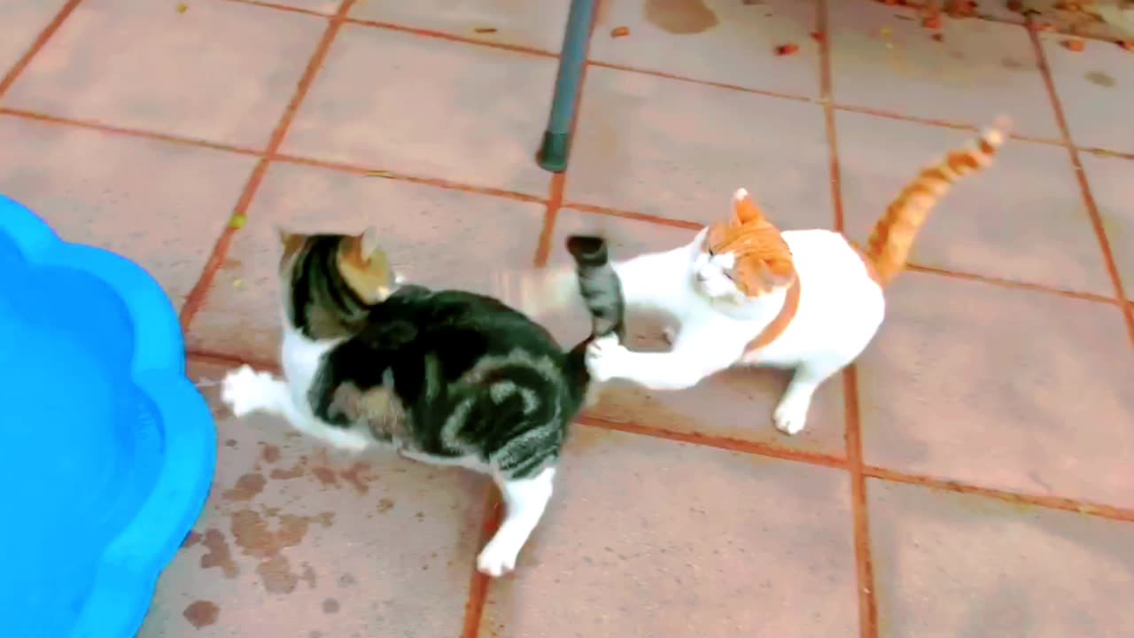 FUNNY 🤣 CAT'S MEOW VIRAL VIDEOS ANIMALS KINGDOM FUNNY VIDEO PET'S CAT'S MEOW FIGHT SENCE CATS