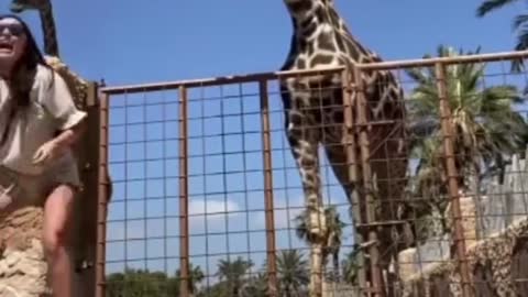 "I did not see him!" the giraffe could've said!