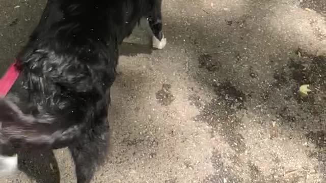 ASMR dog shaking off water