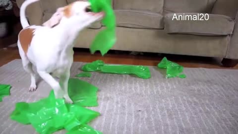 dog fuuny
