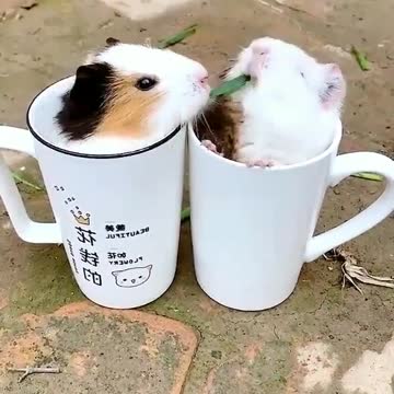 When one leaf for two 😅