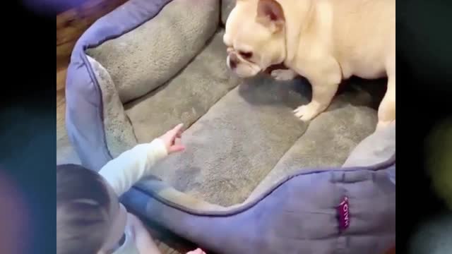 The dog's bottom should not be touched