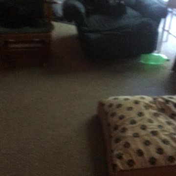 Yellow lab goes on a crazy run