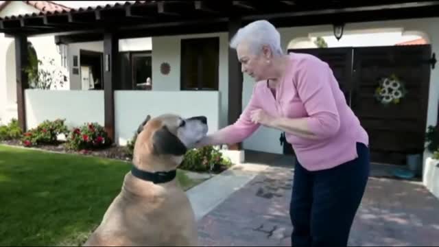 The best Dog training video