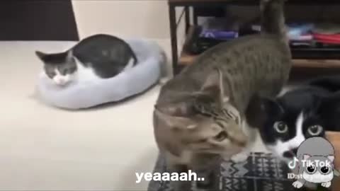 Funny Cat Videos