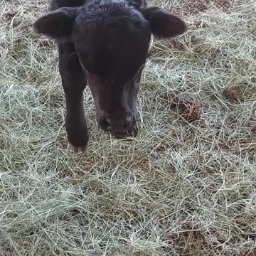 𝓖𝓻𝓪𝓽𝓮𝓯𝓾𝓵 𝓓𝓪𝔂 𝓞𝓵𝓭 𝓑𝓪𝓫𝔂, 𝓢𝓪𝔂𝓼 𝓗𝓮𝓵𝓵𝓸! 😇❤🐄