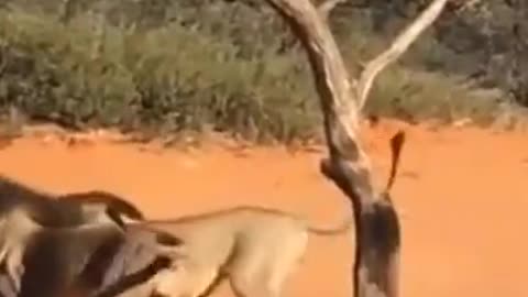 Lion brothers fighting over Female...