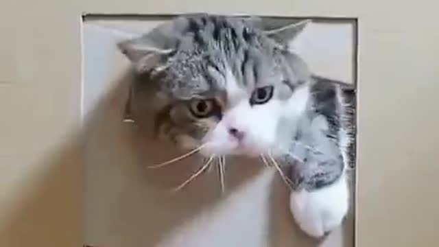 Lovely Cat, black cat, cats, funny cats, funny cat videos 13