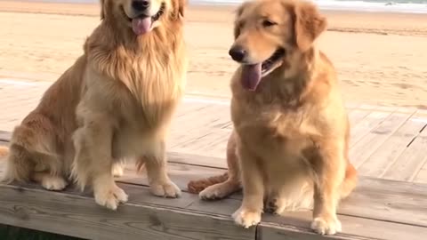 Funniest & Cutest Golden Retriever Puppies | Dogs Loverzz