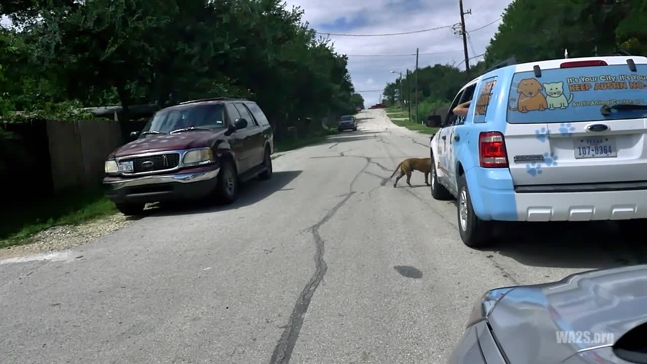 Stray Dog Hops in Austin Animal Service Officers Car & Won't Leave