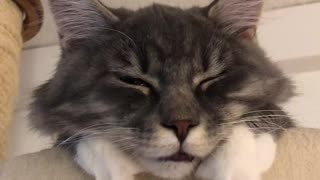 Cute Tired Sleepy Kitty Chills On Her Scratching Post