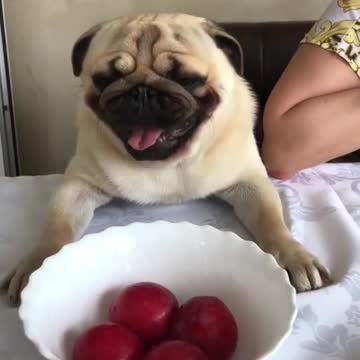 What 'to discuss. Don't eat me