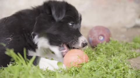 A cute little puppy plays with a ball on grass - closeup