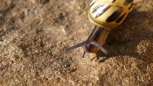 Cute snail~ Isn't it pretty?