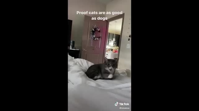 Funny Pets Doing Funny Things on Tiktok