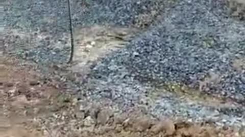 Why do you hate the snake?