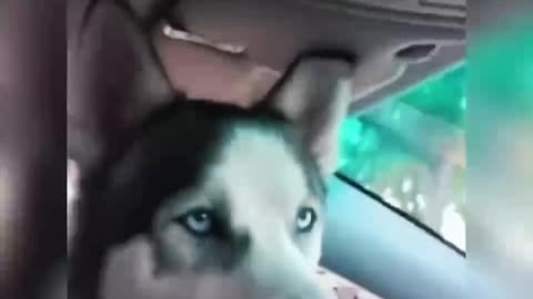 Funny husky