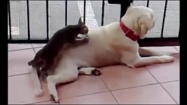 funny pets. Funny animals