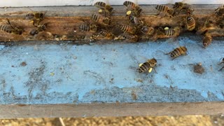 Bees Brining in Pollen in Pollen Sacks.