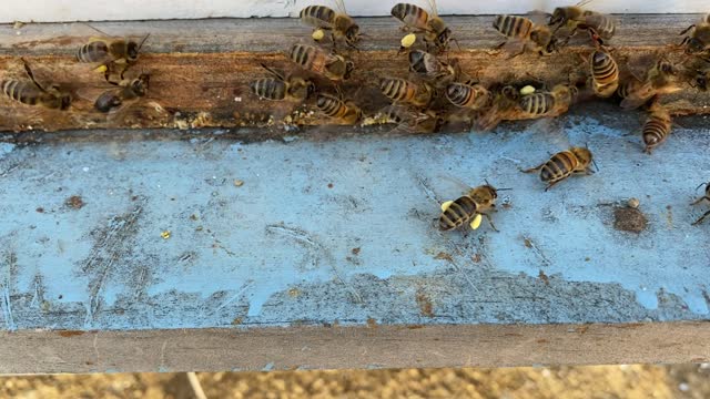 Bees Brining in Pollen in Pollen Sacks.