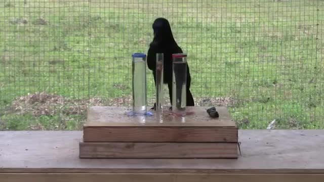 Understanding of water displacement by a crow