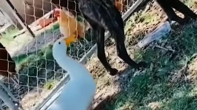 Dogs take stairs
