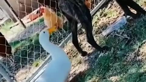 Dogs take stairs