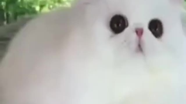 ❤️❤️cute cat short video❤️❤️