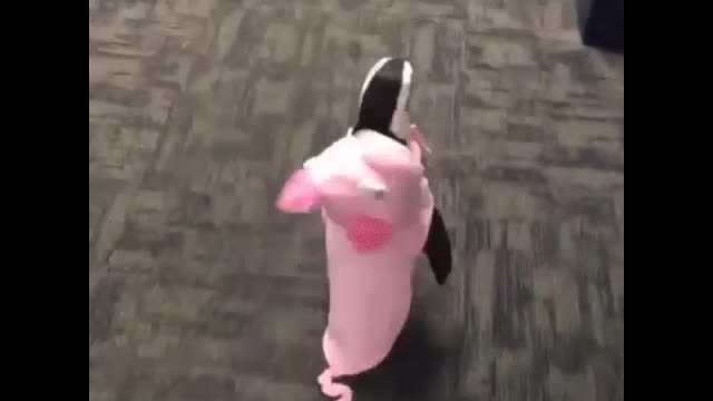 Penguin wearing a cute pig shirt