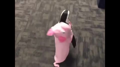 Penguin wearing a cute pig shirt