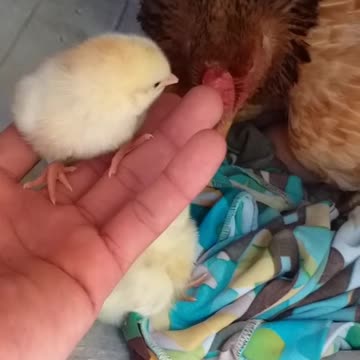 The children of the chicken with the blue eye were born today 03/20/2022. Paraiba-Brazil.