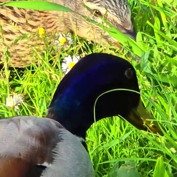 Couple of ducks feeding in close-up / beautiful birds in nature.