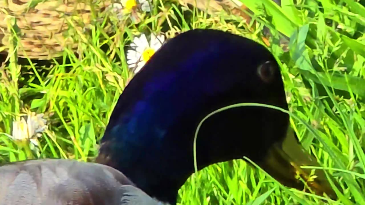 Couple of ducks feeding in close-up / beautiful birds in nature.