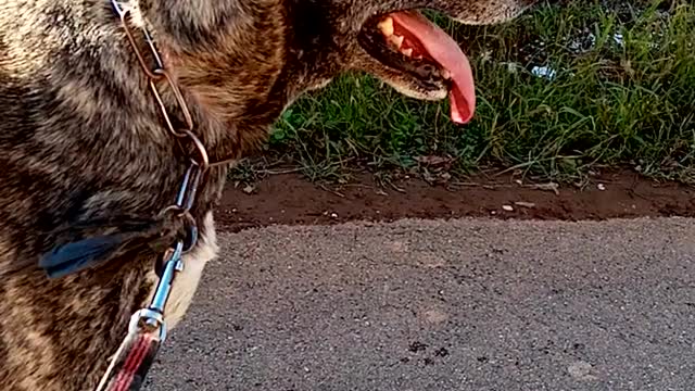 My dog is very beautiful