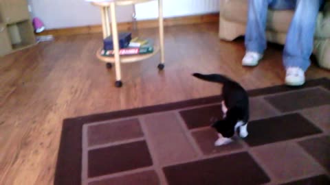 My cat thor (the god of thunder) afraid of a rug...