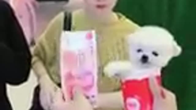 Cute and funny Pomeranian videos #short