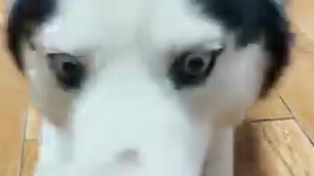 tiktok dogs funny memes #shorts #doglovers #dog