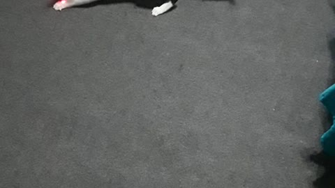 Cat running around chasing laser