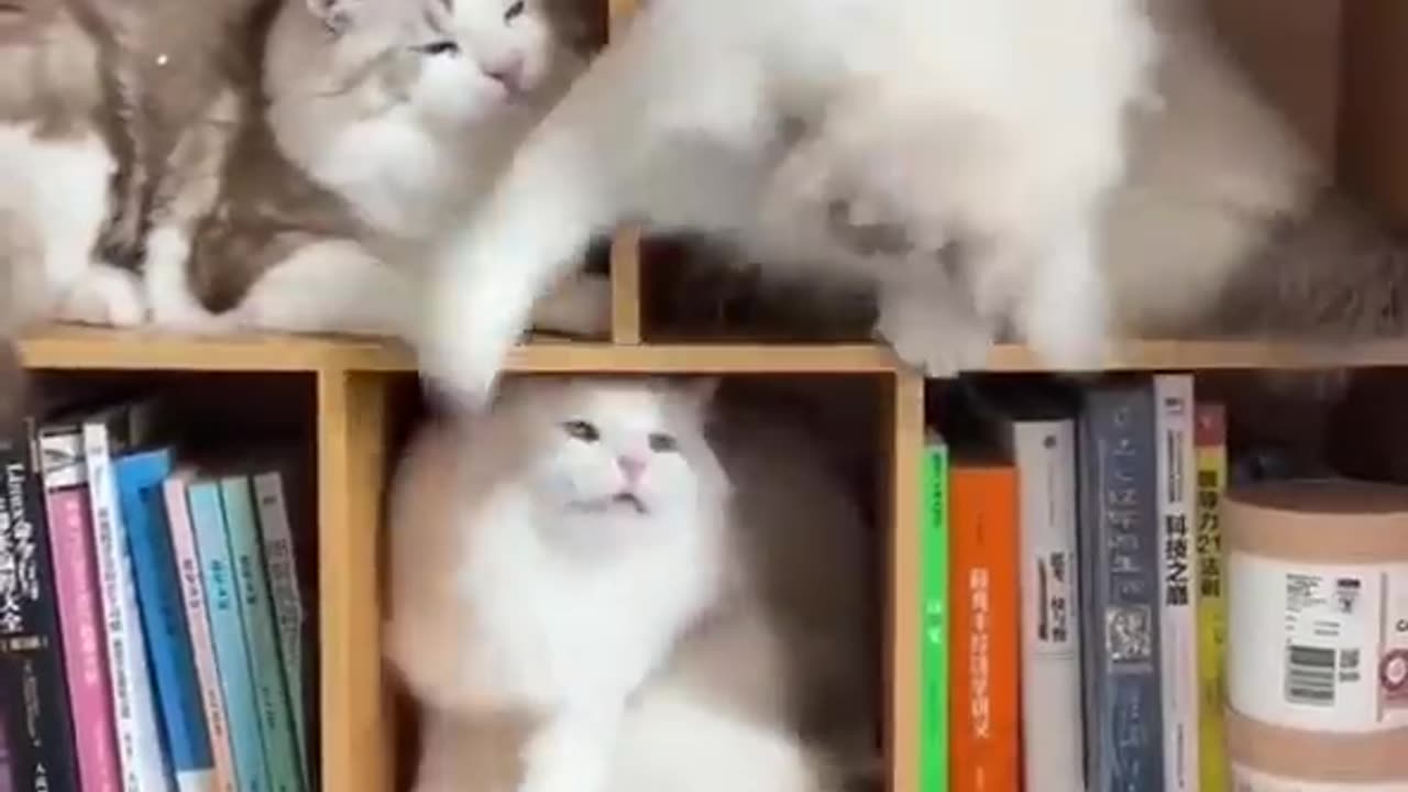 cats boxing in boxes