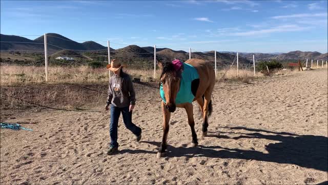 Git Up Challenge - Toaster the Mustang