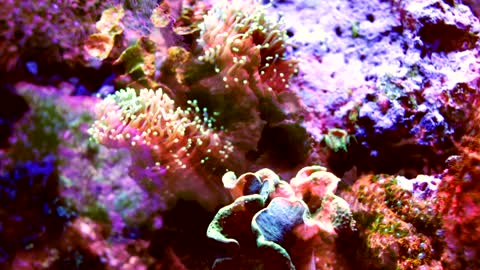 multicolored coral shot with fish projections