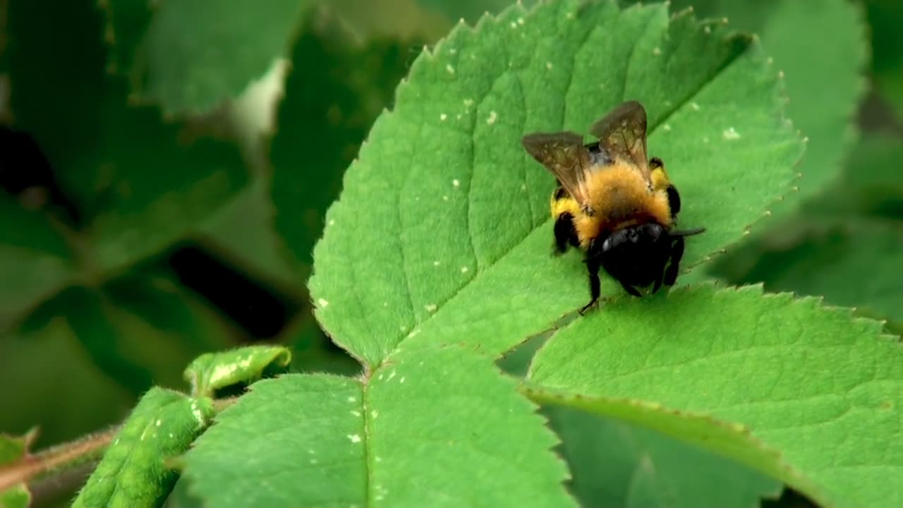 Bees animal video full HD