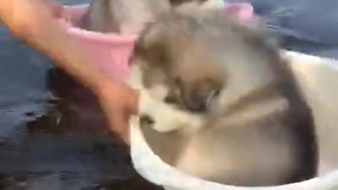 dogs play on water so cute and funny video .