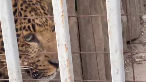 Mariupol Zoo. part 3