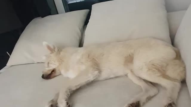 What kind of dream do you think I am I dreaming about?