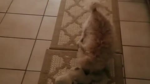 Amanda Grace Talks...Chloe's Morning Freak Out!!